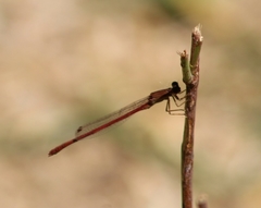 Oxyagrion rubidum