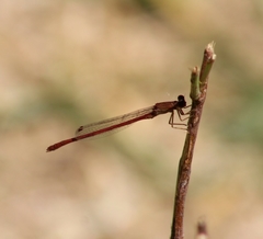 Oxyagrion rubidum