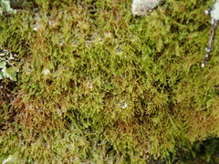 Philonotis capillaris