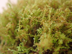 Philonotis capillaris