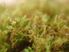 Philonotis capillaris