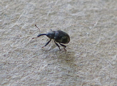 Anthonomus signatus
