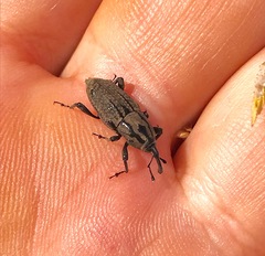 Sphenophorus cariosus