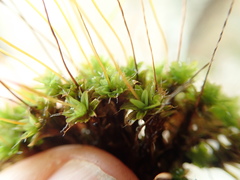Syntrichia princeps