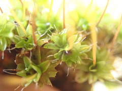 Syntrichia princeps