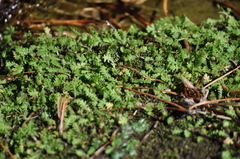 Leptinella tenella