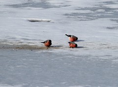 Pyrrhula pyrrhula cassinii
