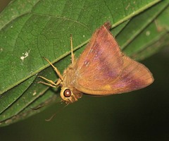 Hasora lizetta