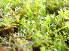 Lophoziopsis excisa