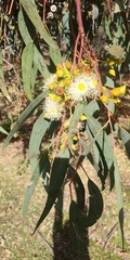 Eucalyptus rudis