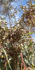 Eucalyptus rudis