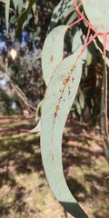 Eucalyptus rudis