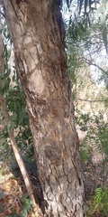 Eucalyptus rudis