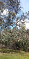 Eucalyptus rudis