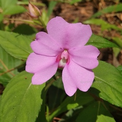 Impatiens platypetala
