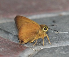 Hasora mus