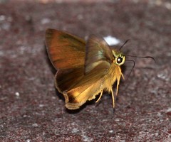 Hasora mus