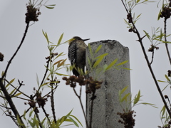 Melanerpes aurifrons