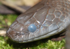 Lycodonomorphus inornatus