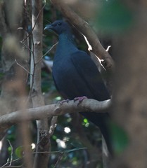 Columba janthina