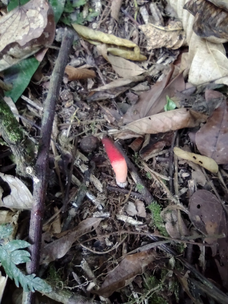 Mutinus argentinus · February 2021 · photo: © biomartita (iNaturalist, cc-by)