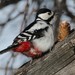 Great Spotted Woodpecker - Photo (c) Ольга Курякова, some rights reserved (CC BY-NC), uploaded by Ольга Курякова