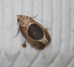 Hoplomorpha abalienella
