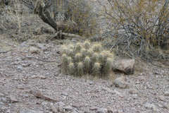 Echinocereus engelmannii