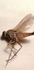 Entesia notabilis