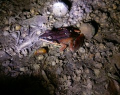 Leptodactylus didymus