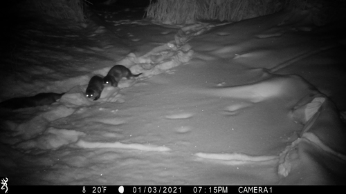 North American River Otter photographed in Minnesota