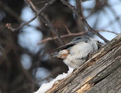 Sitta europaea albifrons