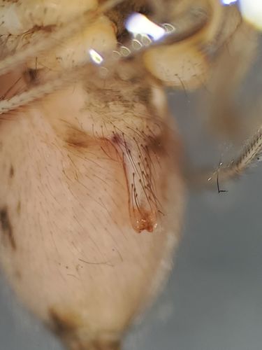 Helophora insignis