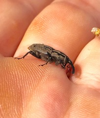 Sphenophorus cariosus