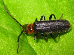Lycocerus nigrimembris