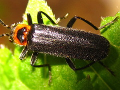 Lycocerus nigrimembris