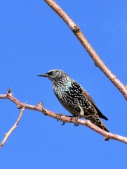 Sturnus vulgaris