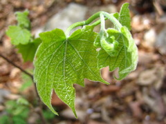 Alangium platanifolium