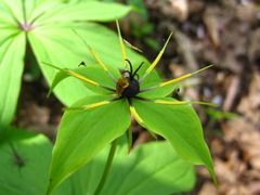 Paris verticillata