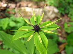 Paris verticillata