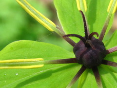 Paris verticillata