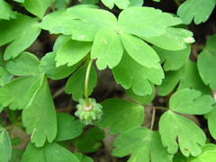 Anemonoides raddeana