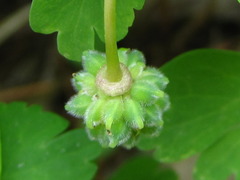 Anemonoides raddeana