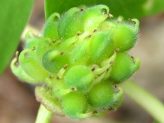 Anemonoides raddeana