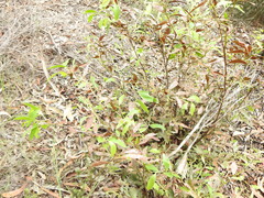 Acacia complanata