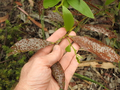 Acacia complanata