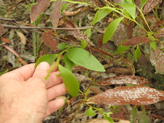 Acacia complanata