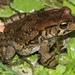 Raucous Toad - Photo (c) Alex Rebelo, some rights reserved (CC BY-NC), uploaded by Alex Rebelo
