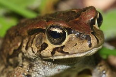 Ranger's Toad photo 4