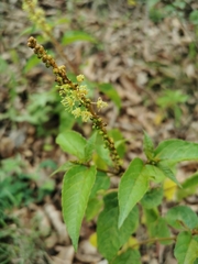 Croton adspersus